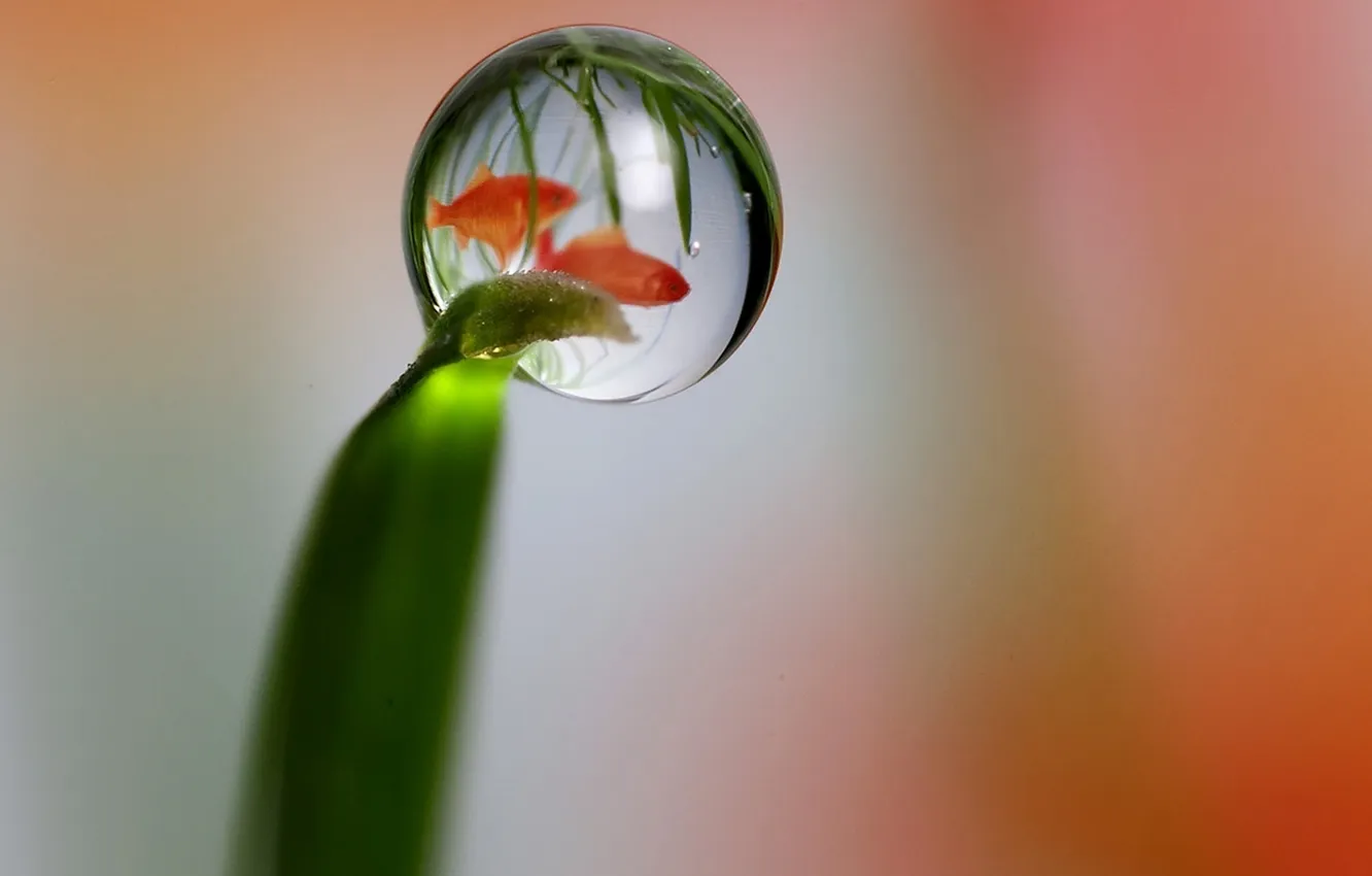 Photo wallpaper drops, algae, stem, goldfish