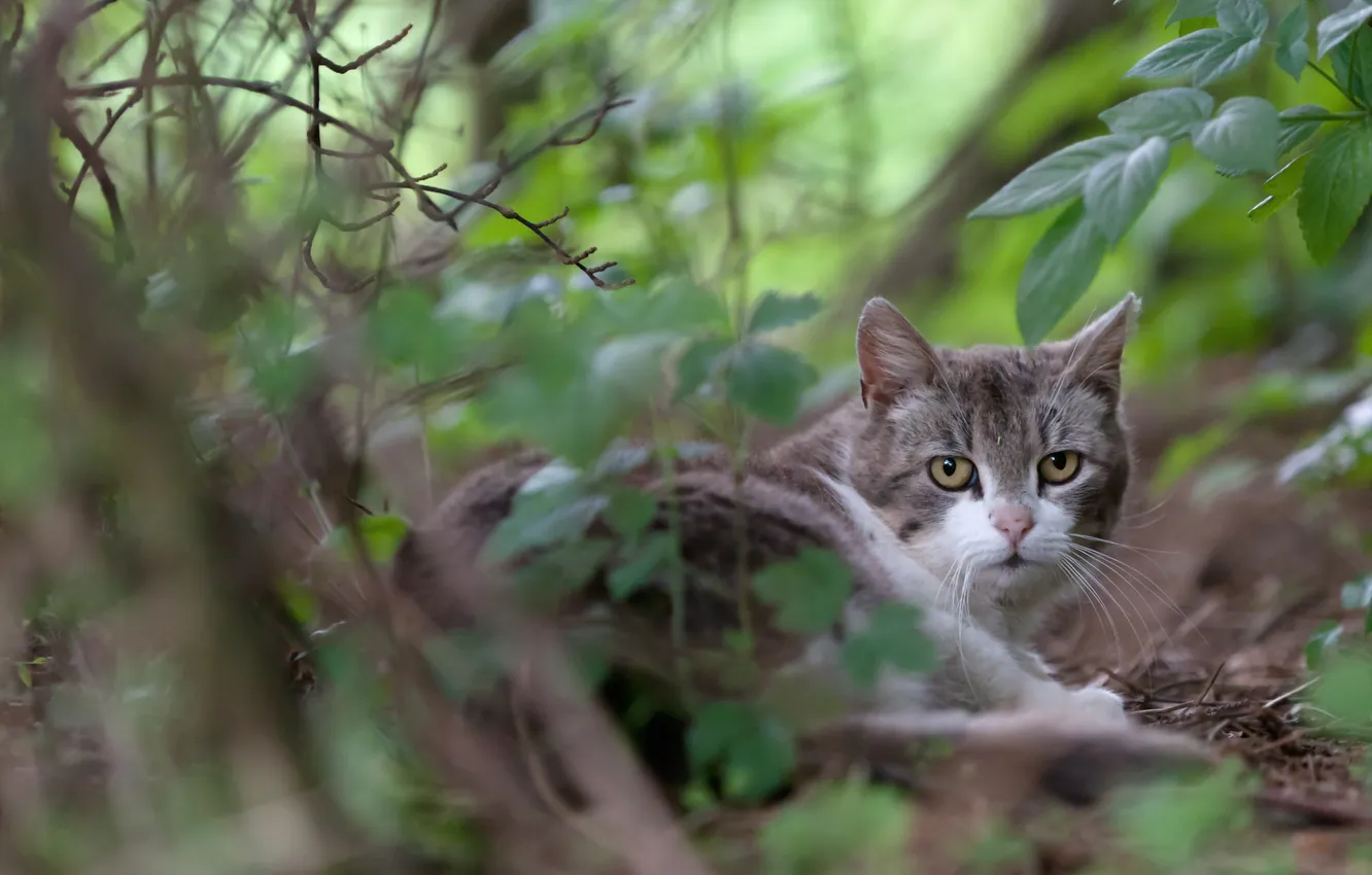 Photo wallpaper cat, nature, background