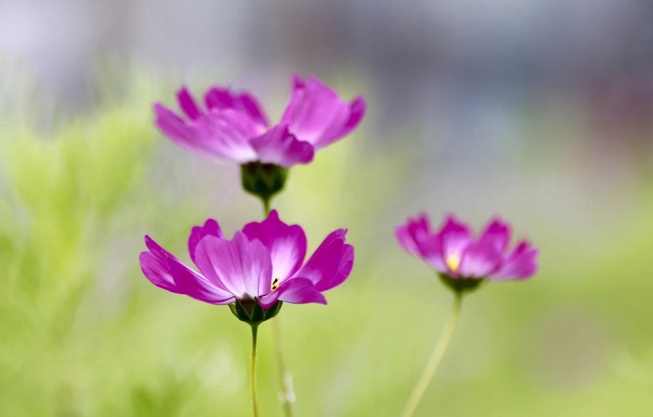 Photo wallpaper field, macro, nature, petals, stem, meadow, kosmeya