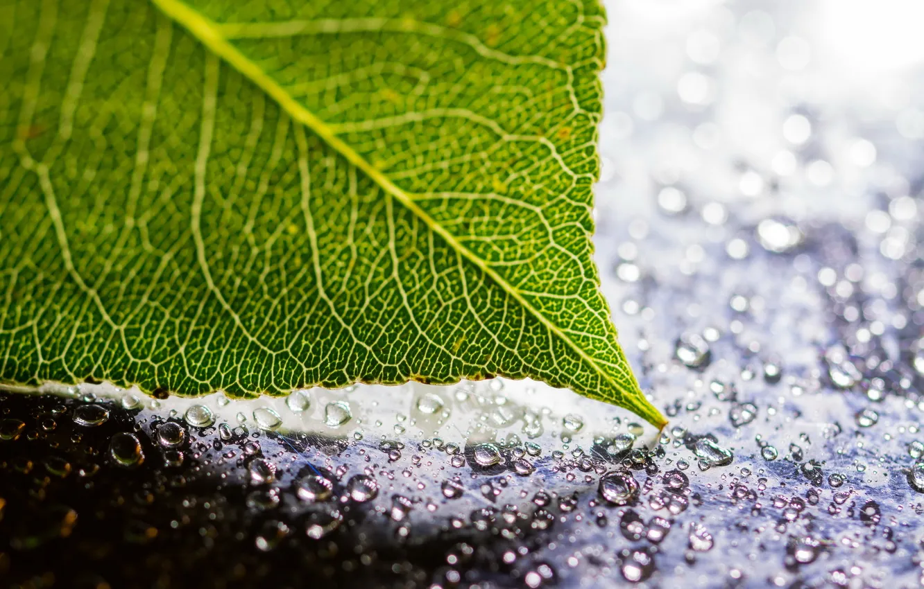 Photo wallpaper drops, macro, sheet