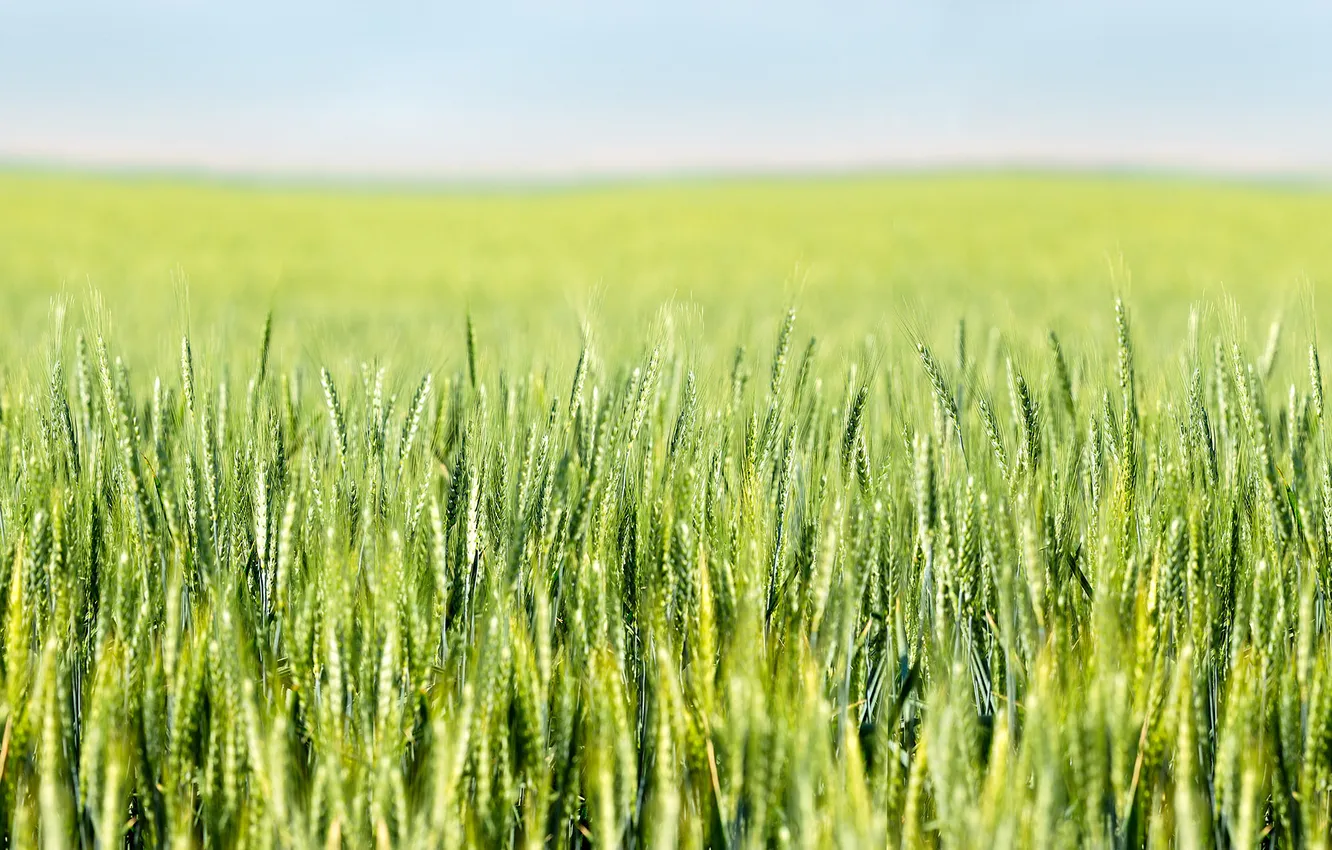 Photo wallpaper wheat, field, village, bokeh, farm, wheat field