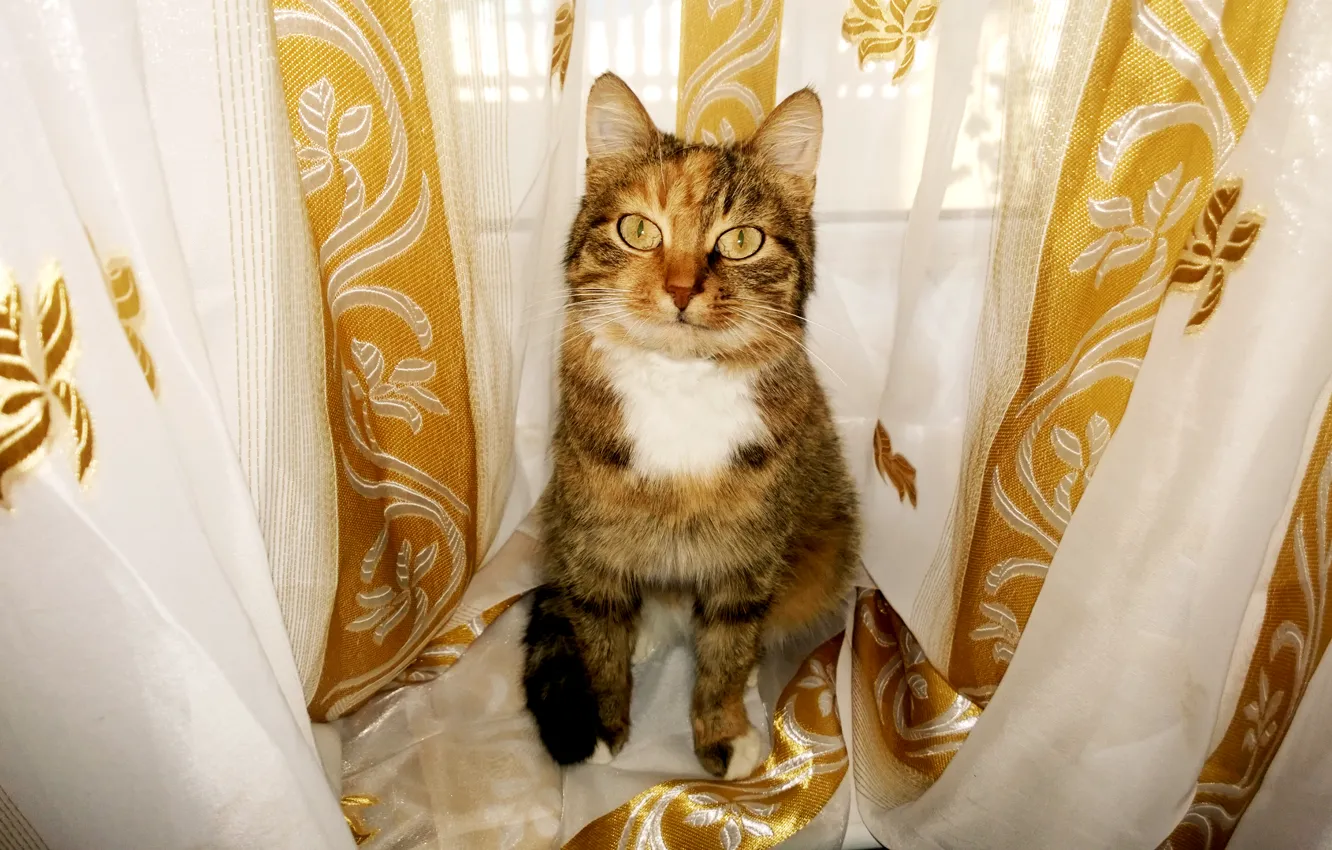 Photo wallpaper cat, pussycat, give, grapple, grappling, grapnel