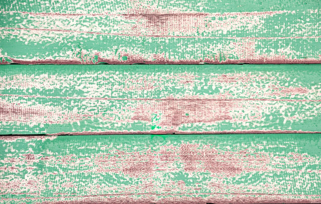 Photo wallpaper color, structure, tree