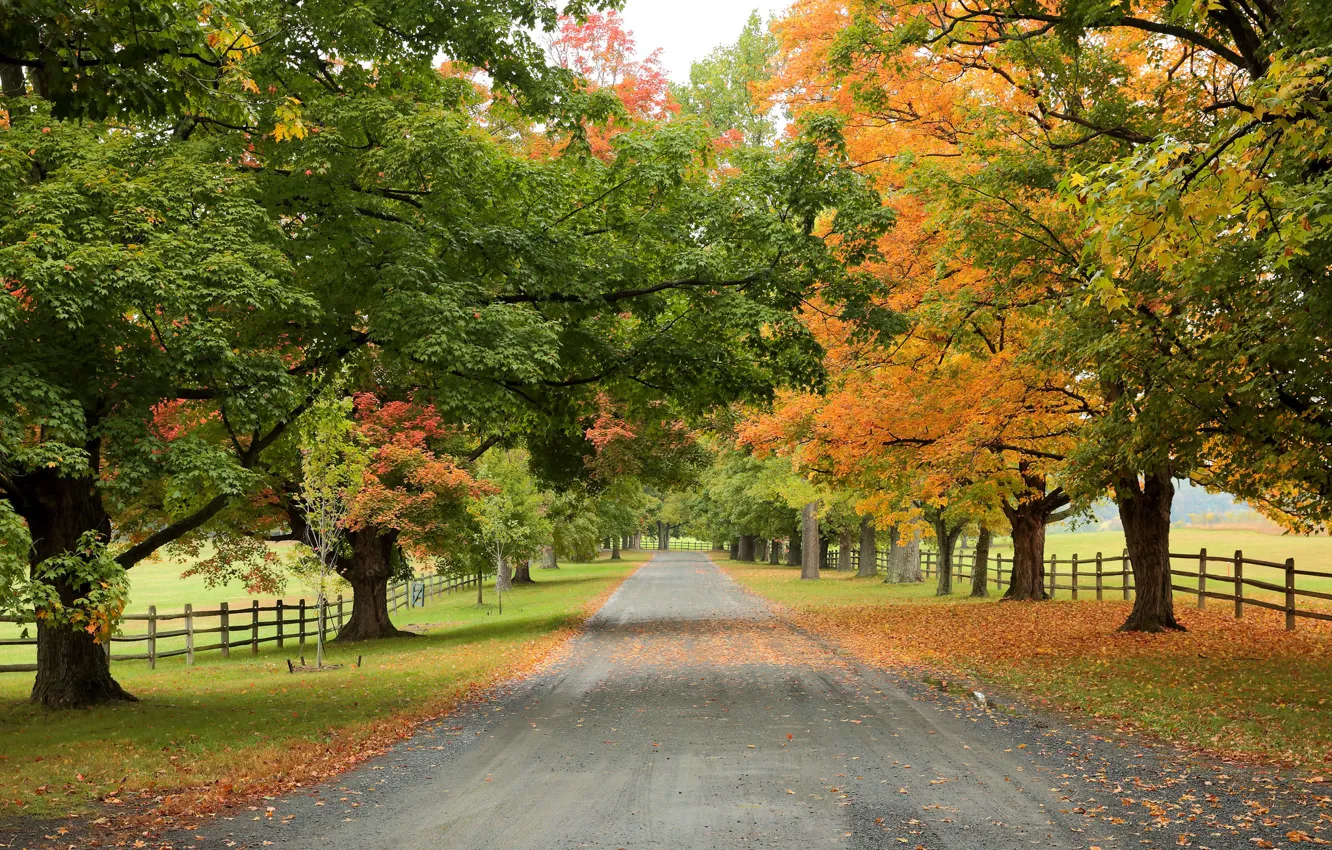Photo wallpaper road, autumn, trees, nature