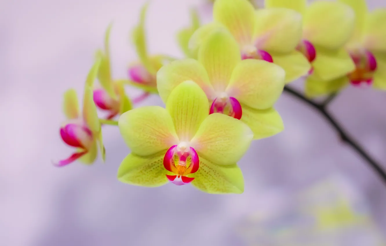 Photo wallpaper macro, branches, Orchid, Phalaenopsis