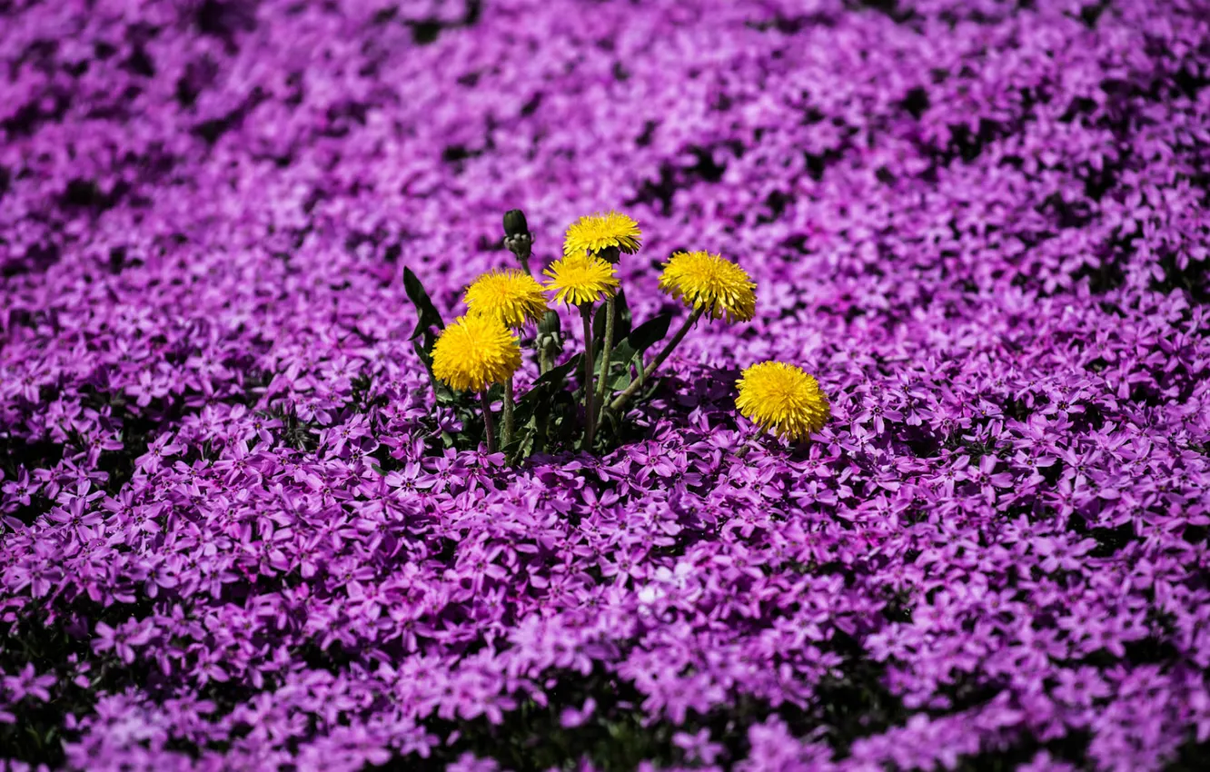 Photo wallpaper yellow, carpet, purple, dandelions, Phlox