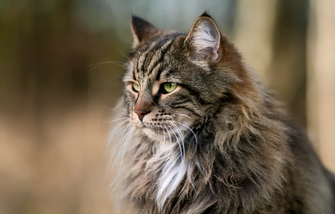 Photo wallpaper cat, cat, face, portrait, Maine Coon