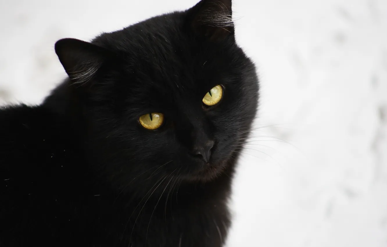 Photo wallpaper cat, background, black