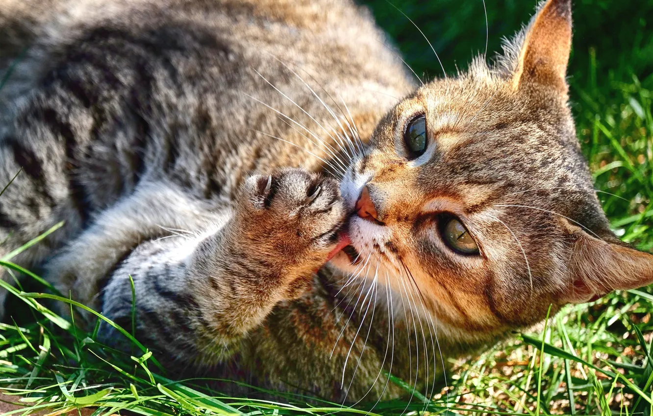 Photo wallpaper language, cat, summer, grass, cat, look, face, light