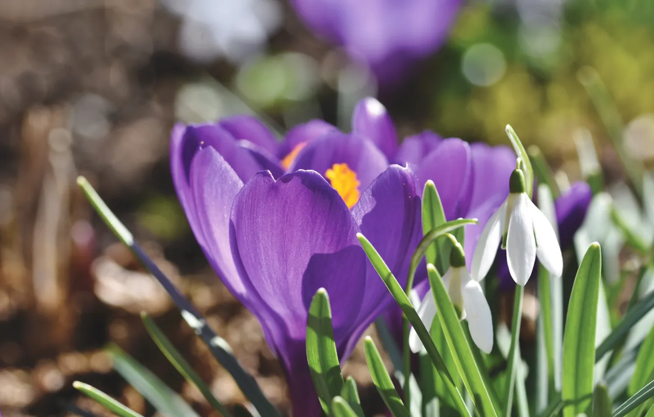 Photo wallpaper light, glade, spring, snowdrops, crocuses, lilac, bokeh