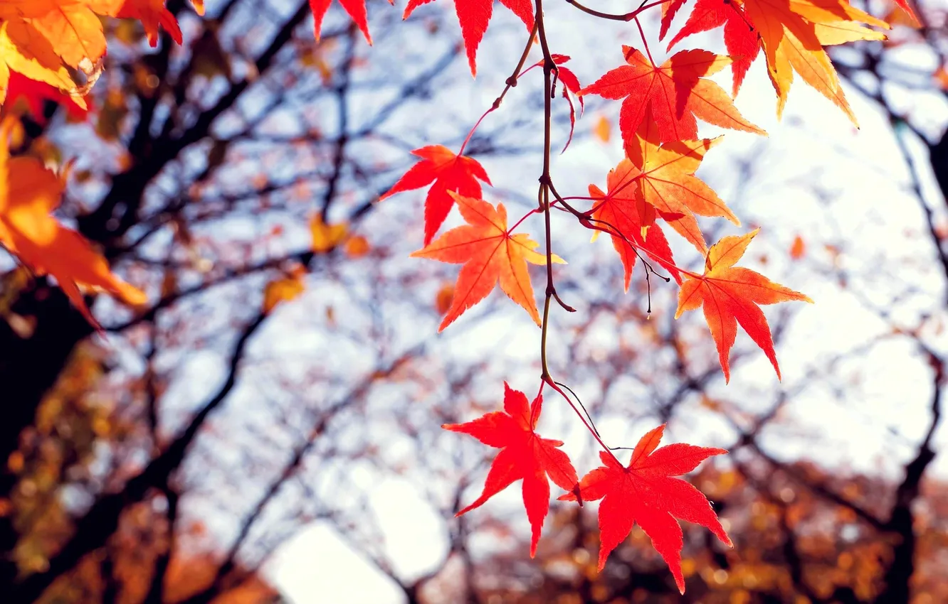 Photo wallpaper autumn, leaves, trees, branches, maple