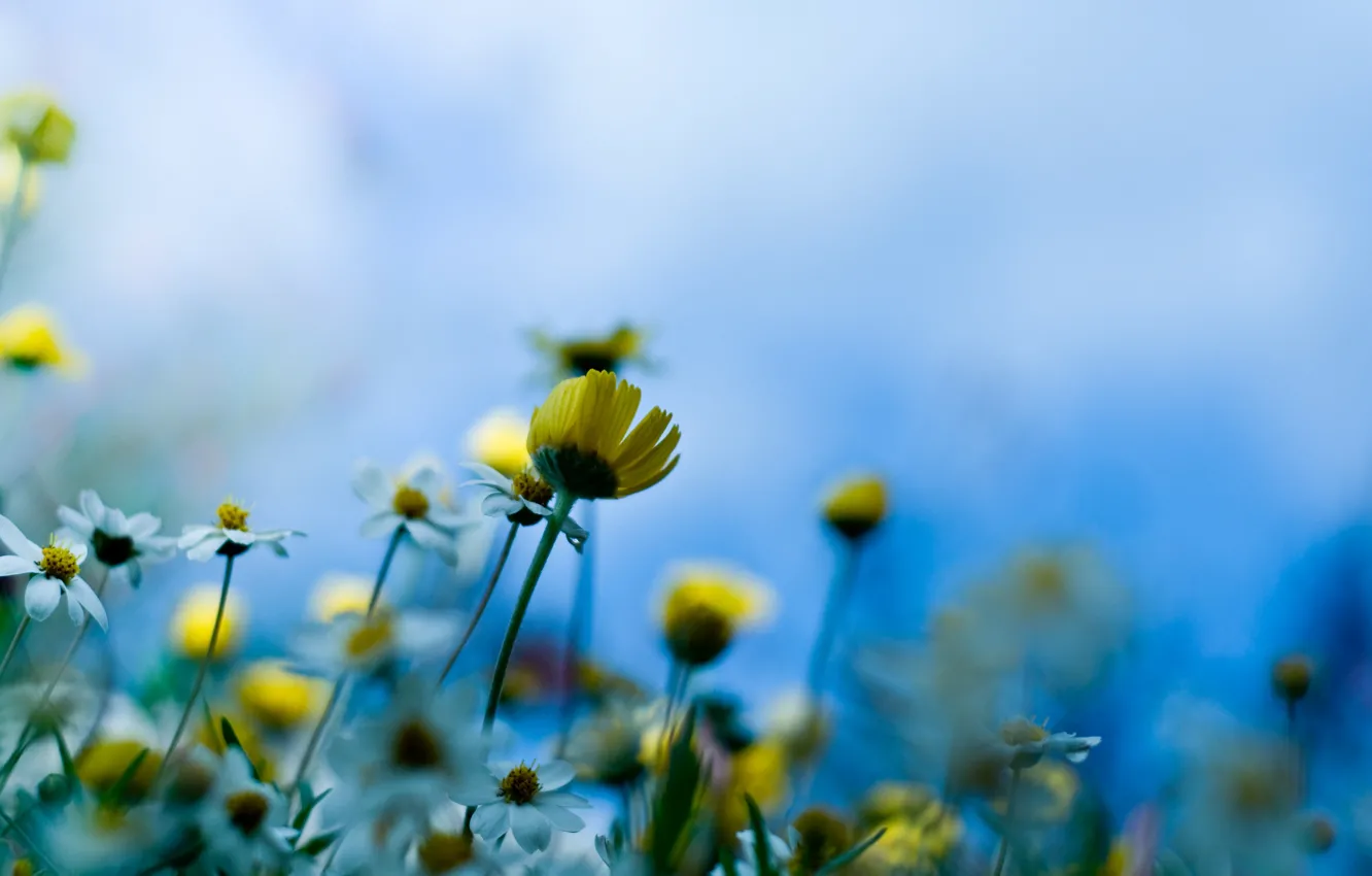 Photo wallpaper macro, stem, meadow flowers