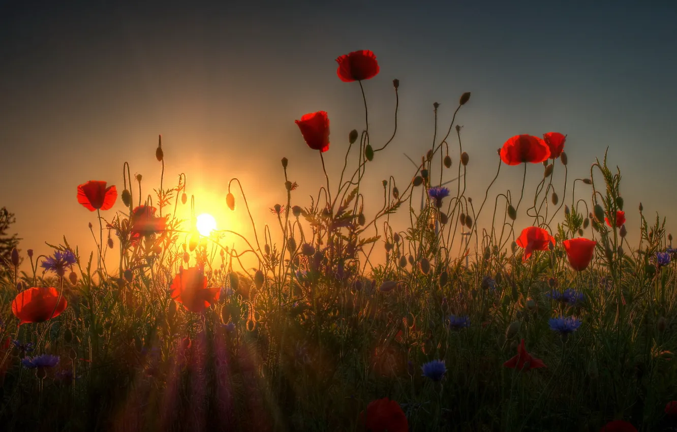 Photo wallpaper sunset, nature, Maki