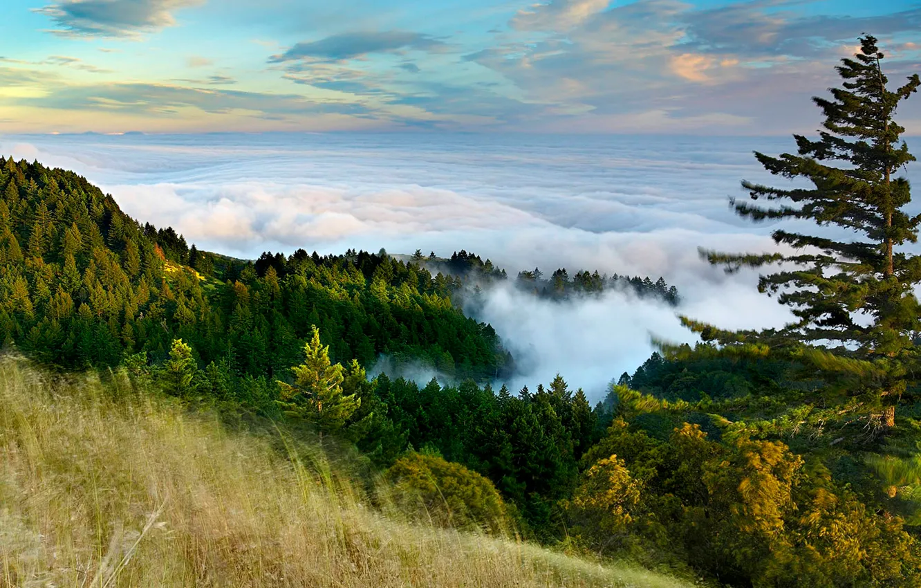 Photo wallpaper forest, the sky, clouds, mountains, fog, slope