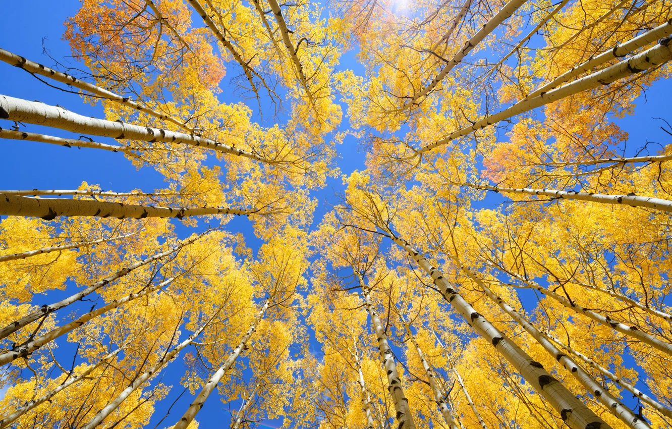 Photo wallpaper autumn, the sky, leaves, trees, yellow, autumn, leaves, tree