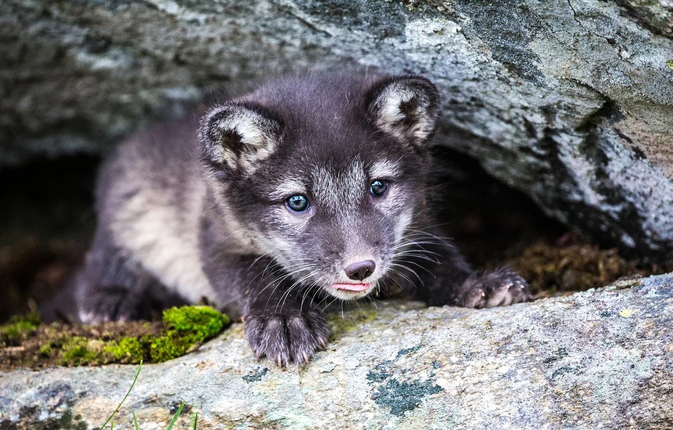 Photo wallpaper stones, grey, Nora, cub, face, Fox