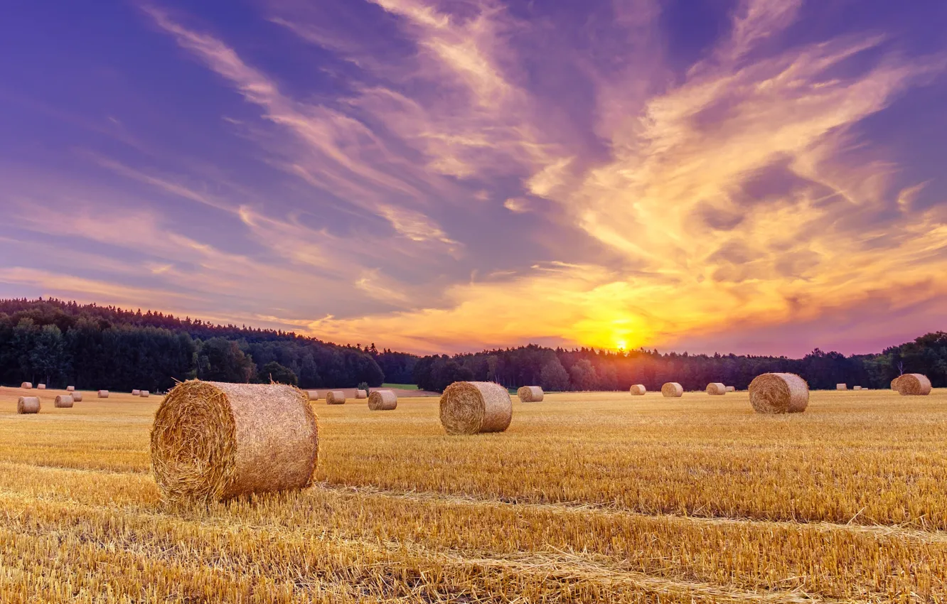 Photo wallpaper field, forest, the sky, clouds, sunset, the evening, space, hay