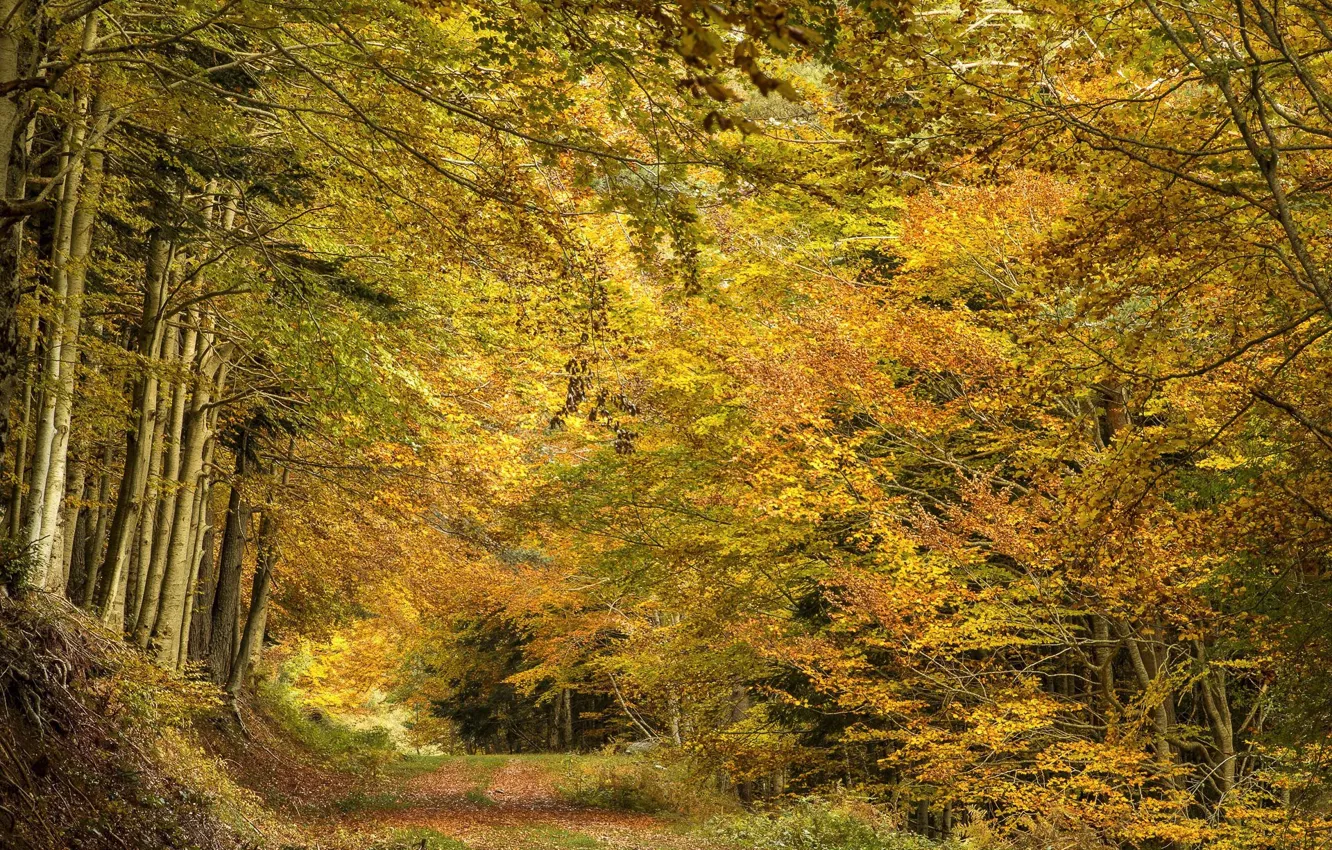 Photo wallpaper autumn, forest, nature, trail