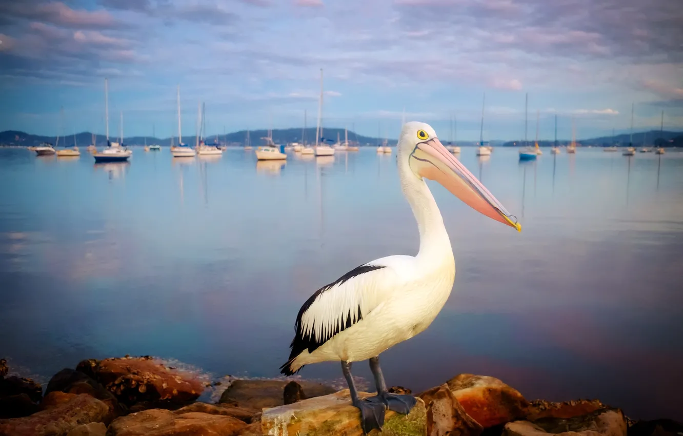 Photo wallpaper sea, bird, Pelican