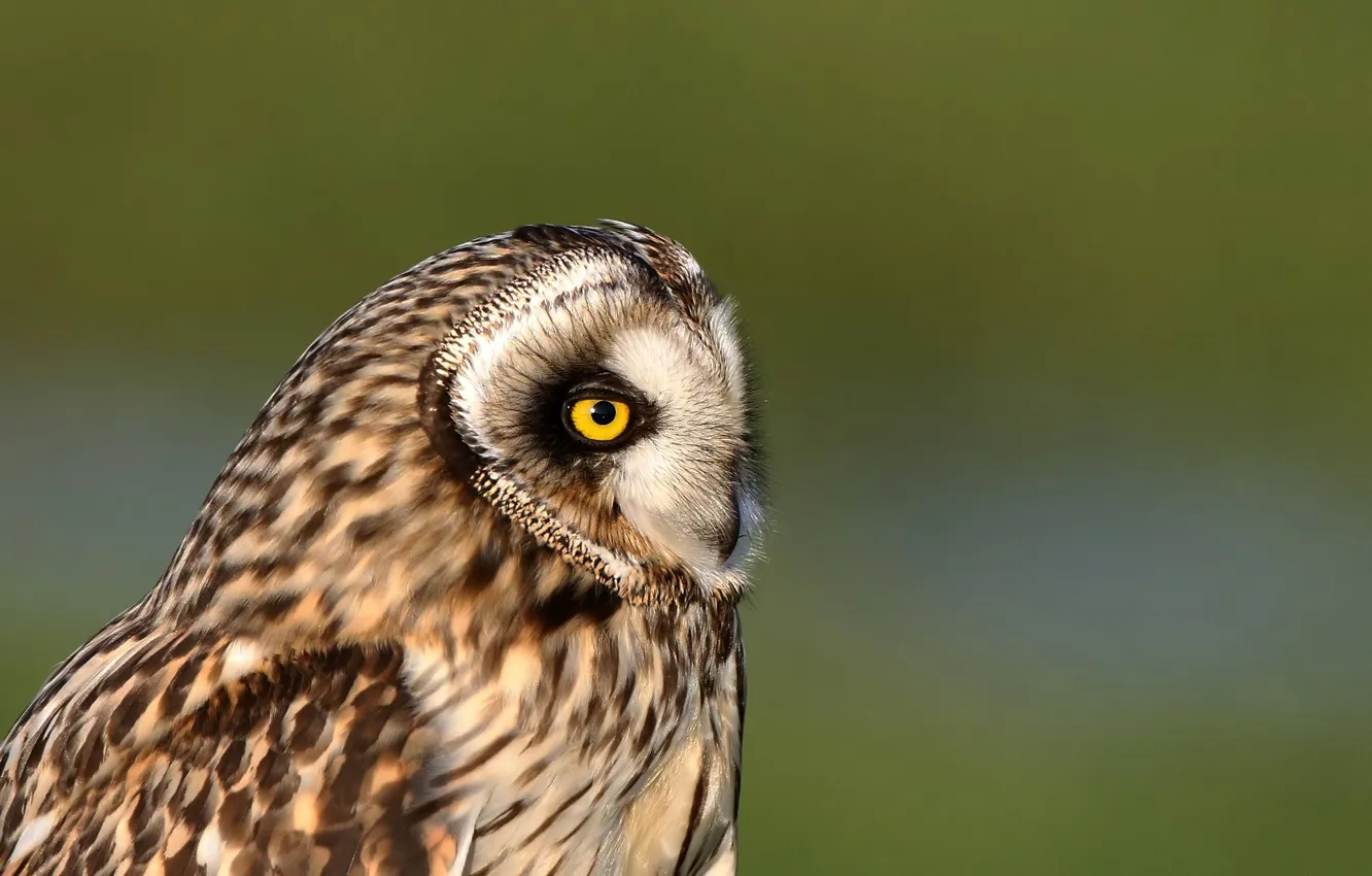 Photo wallpaper background, owl, bird, portrait