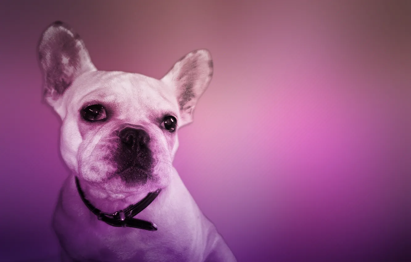 Photo wallpaper pink, Dog, cool