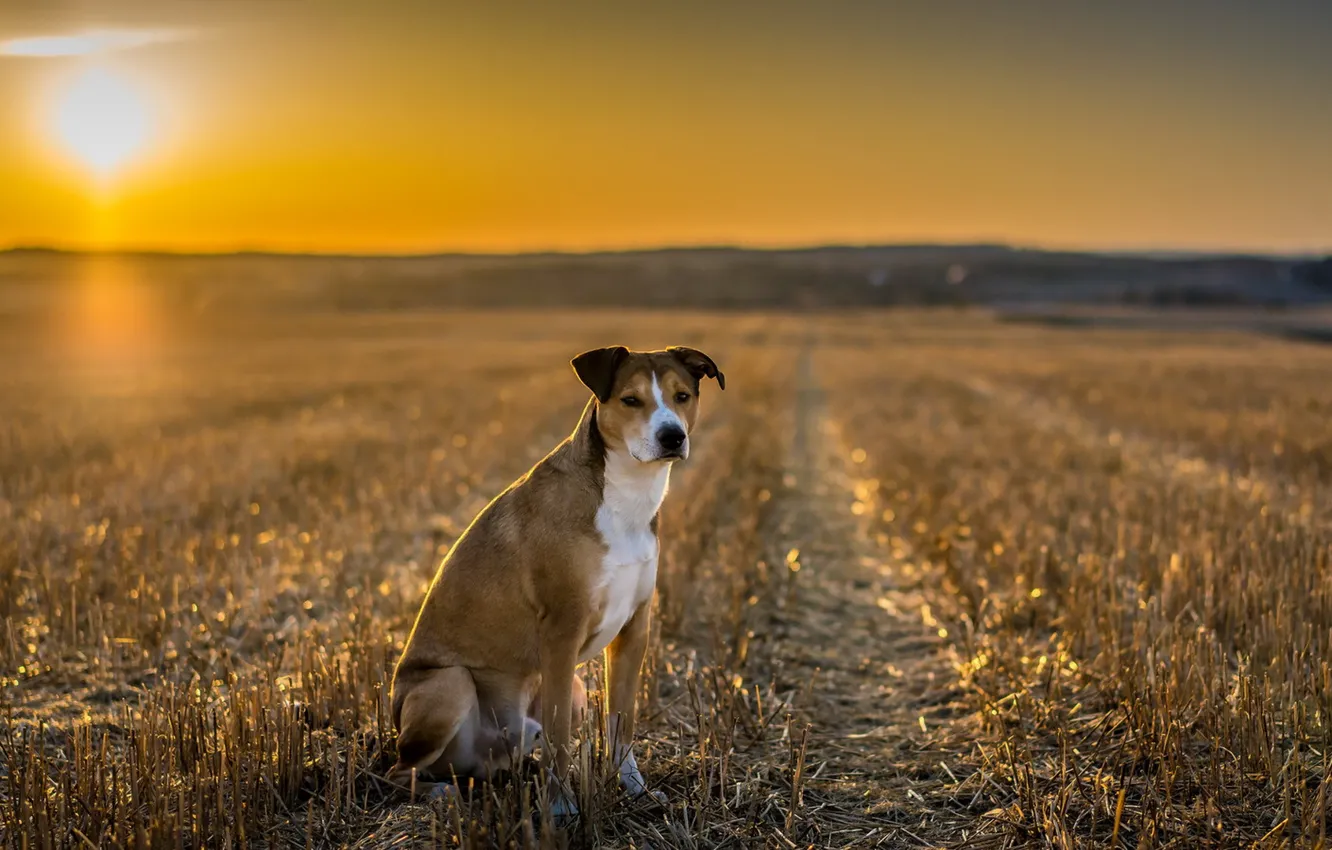 Photo wallpaper look, each, dog