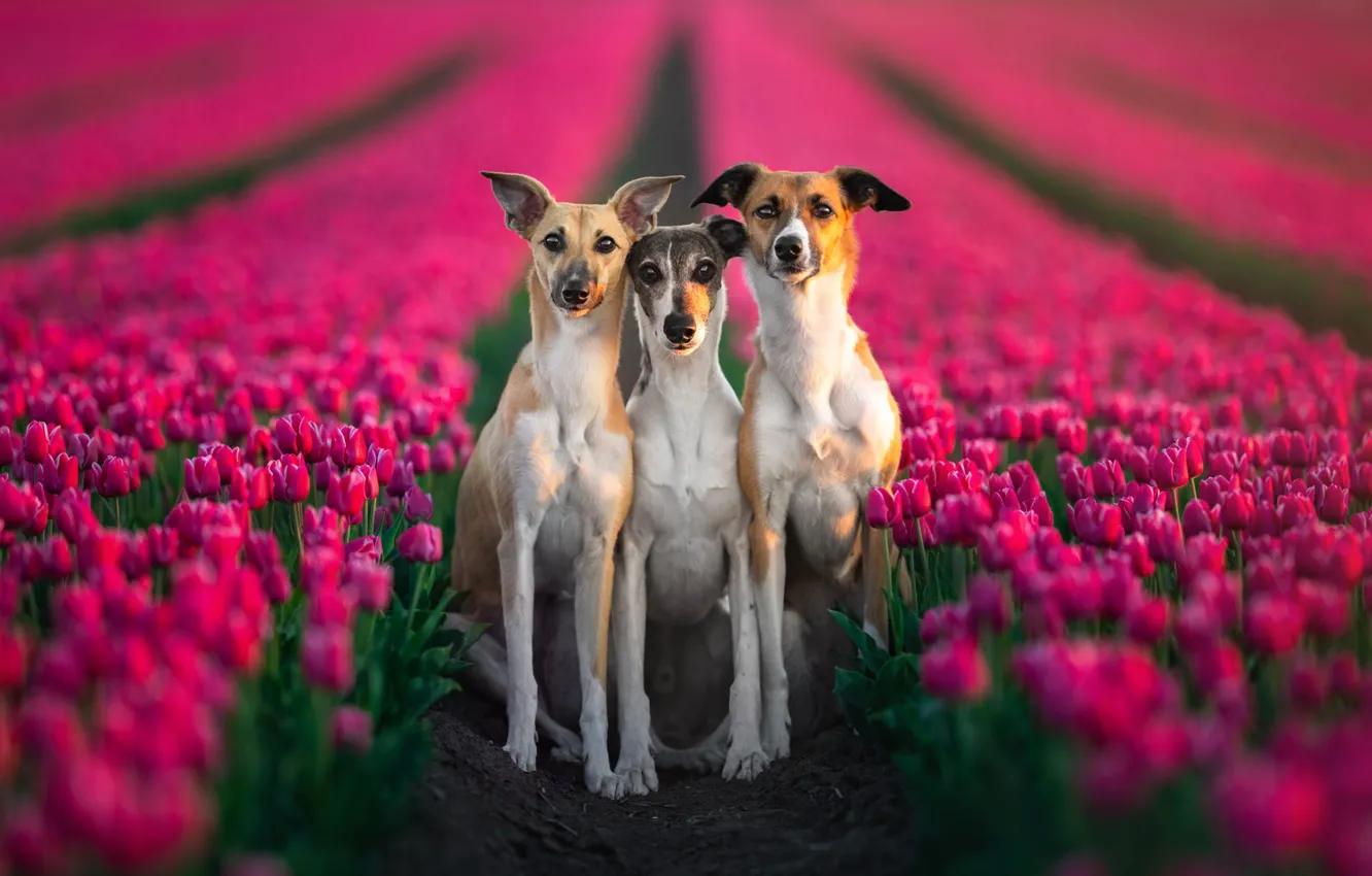 Photo wallpaper dogs, flowers, together, spring, tulips, pink, trio, the ranks