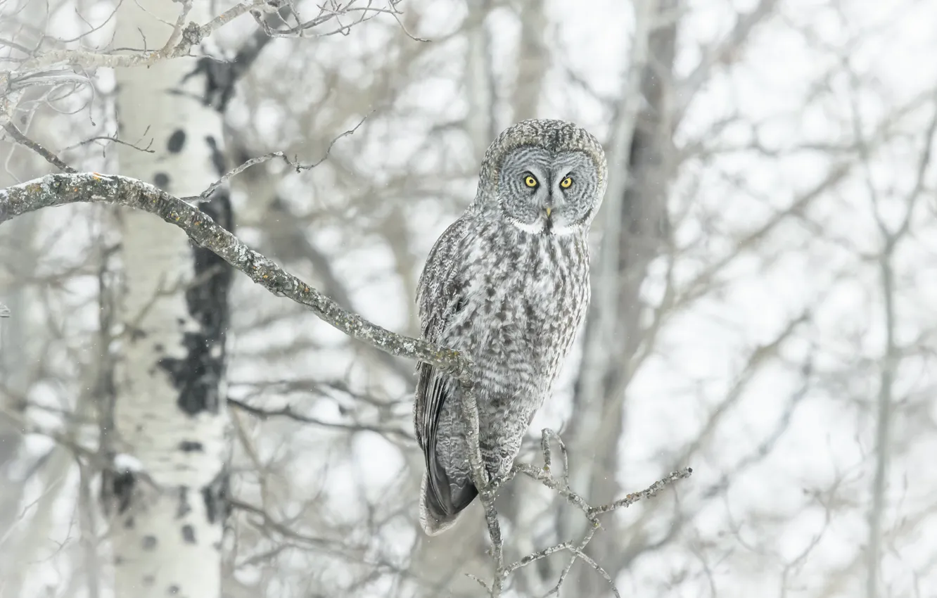 Photo wallpaper winter, snow, trees, branches, owl, bird, a barred owl