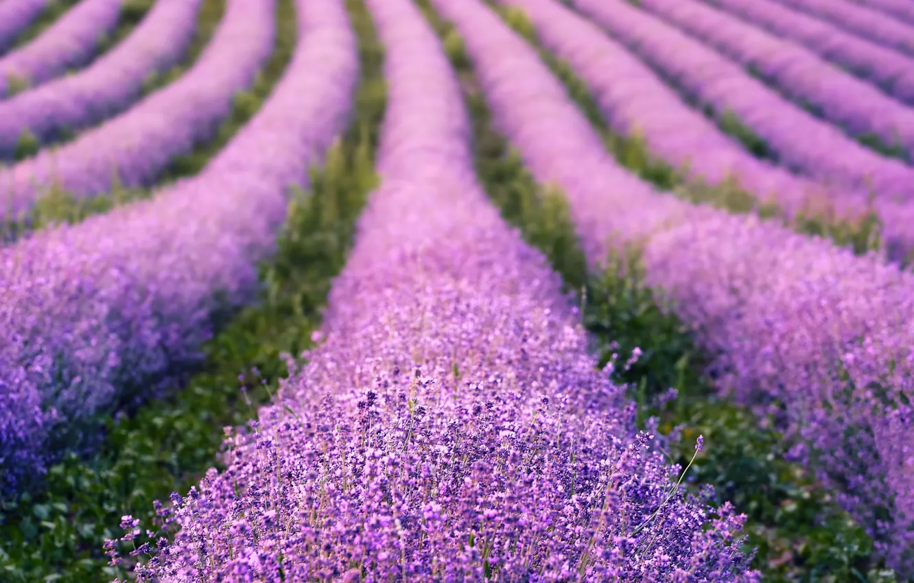 Photo wallpaper flowers, nature, the ranks, lavender, lilac, bokeh, blurred background, plantation
