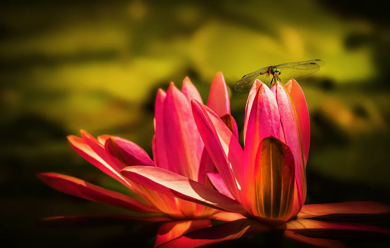 Photo wallpaper flower, macro, flowers, pond, dragonfly, pink, water lilies, water lilies