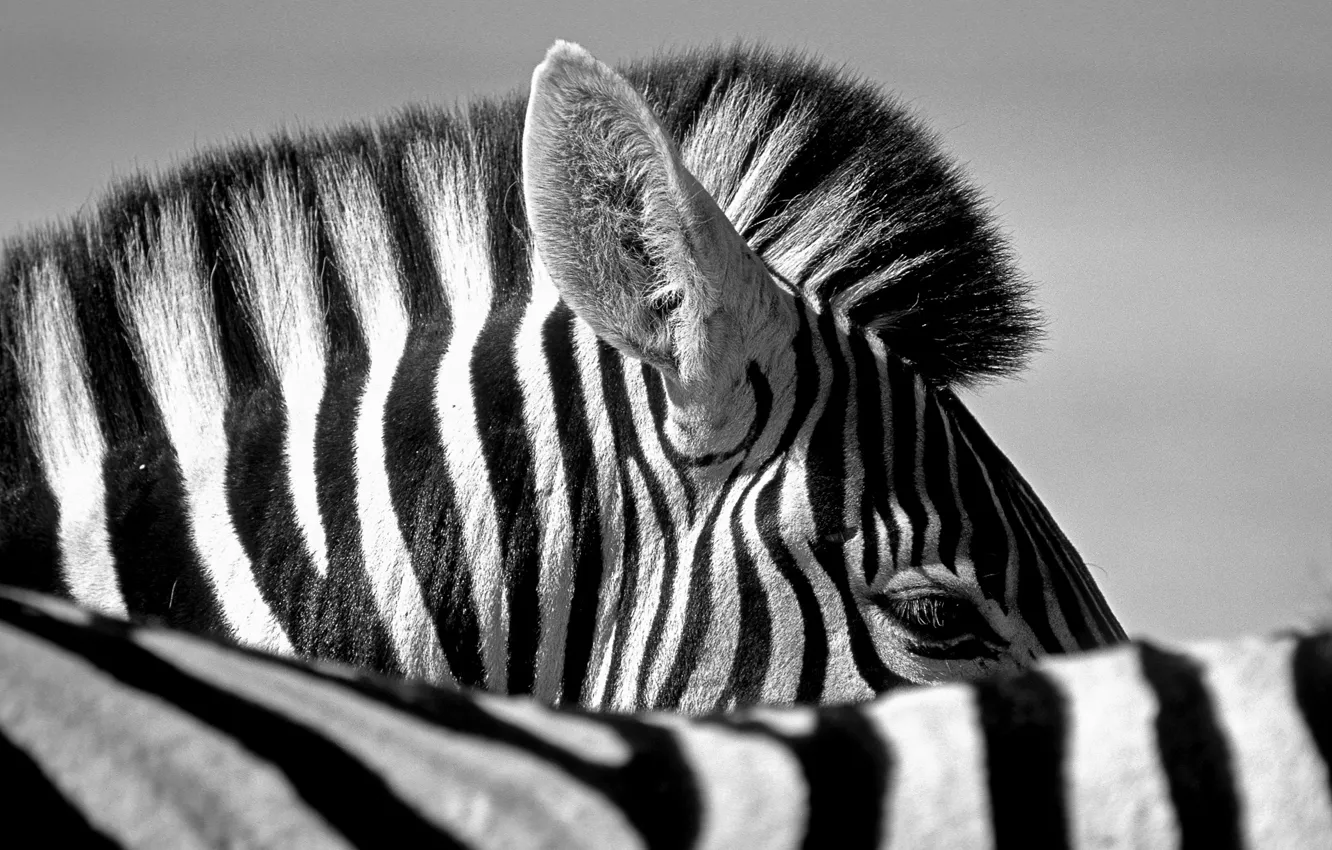 Photo wallpaper Zebra, Zebra, black and white photo