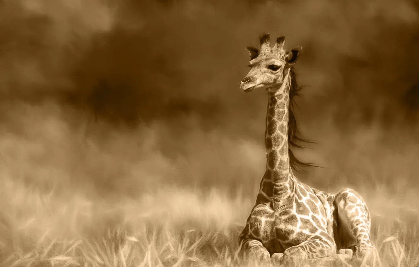 Photo wallpaper field, grass, treatment, giraffe, Sepia, lies, cub, monochrome