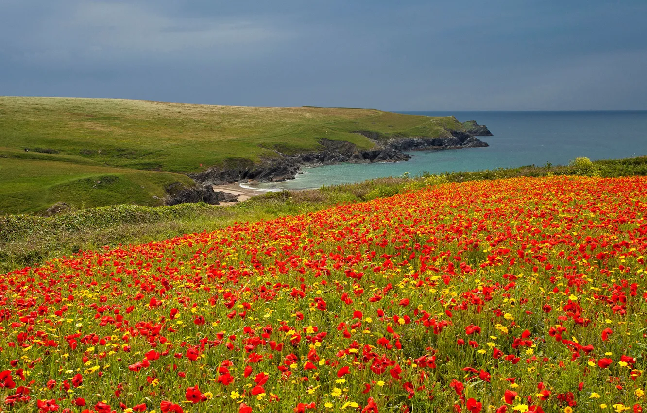 Photo wallpaper sea, field, the sky, flowers, rocks, coast, England, Maki