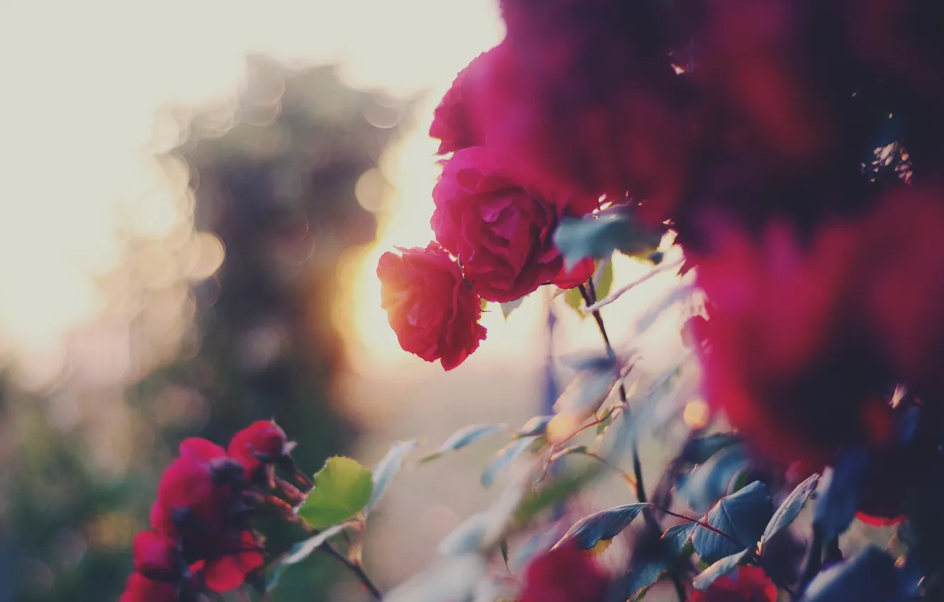 Photo wallpaper flowers, roses, the bushes