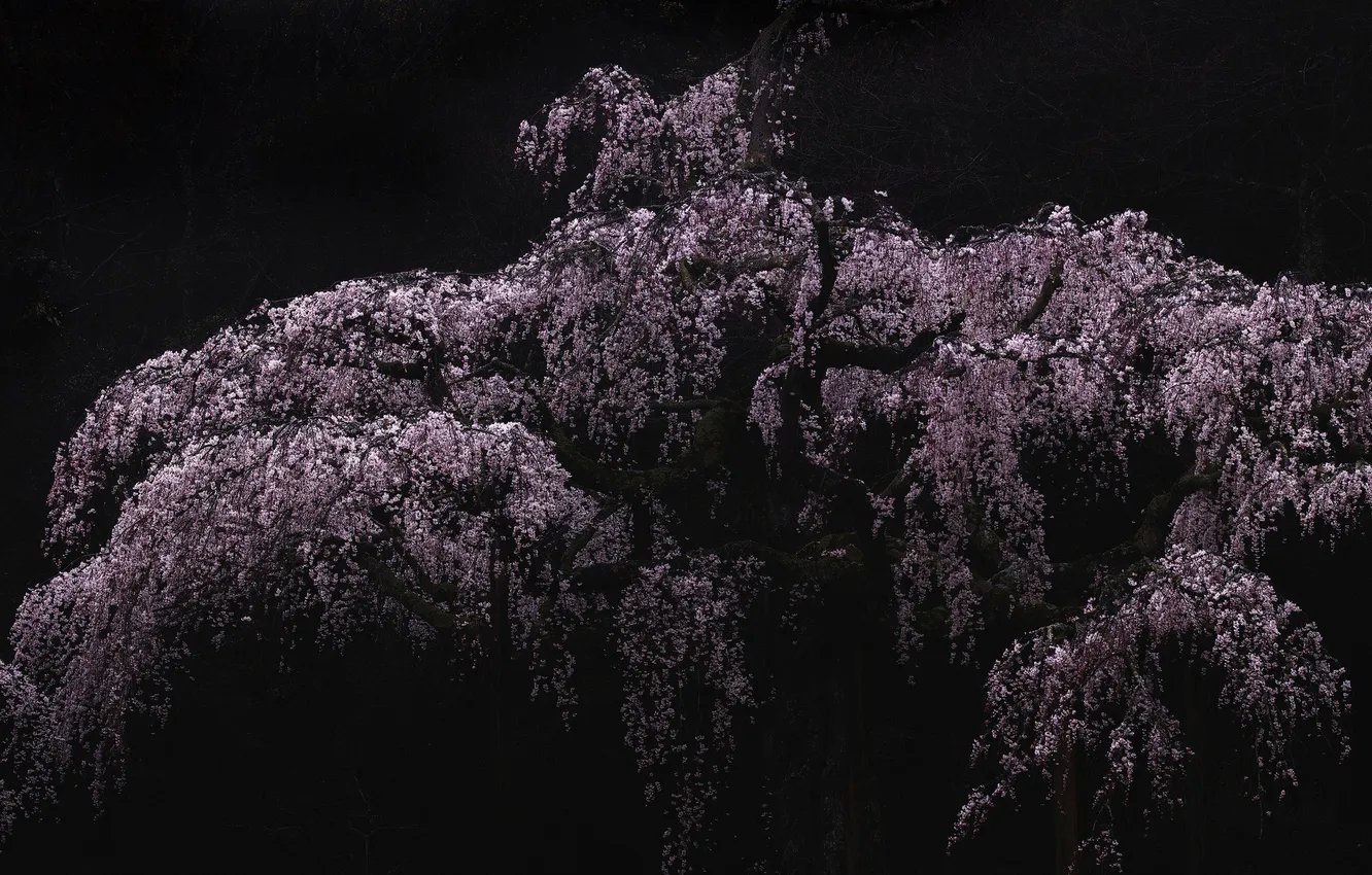 Photo wallpaper leaves, trees, cherry, spring, flowering