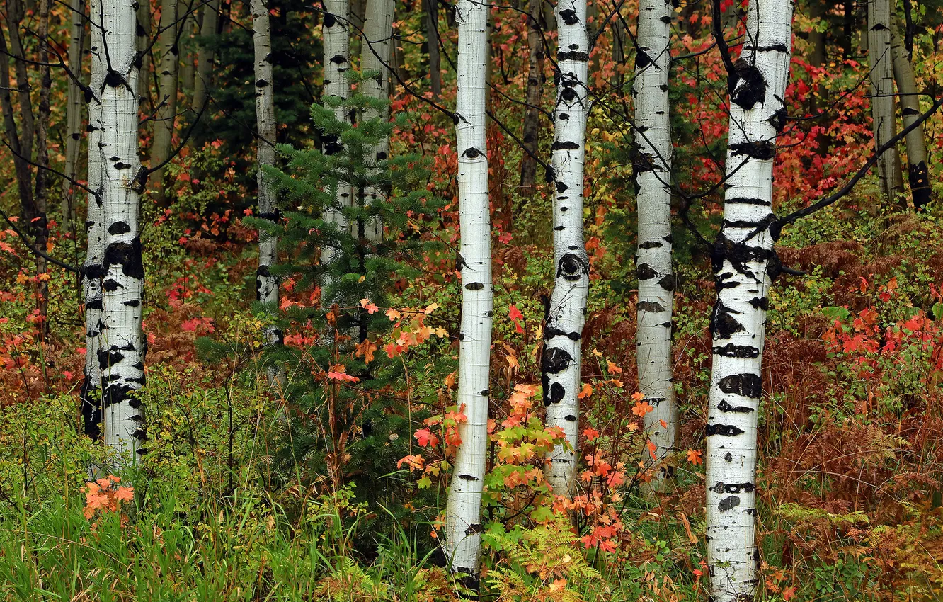 Photo wallpaper autumn, forest, leaves, trees, spruce, grove, aspen