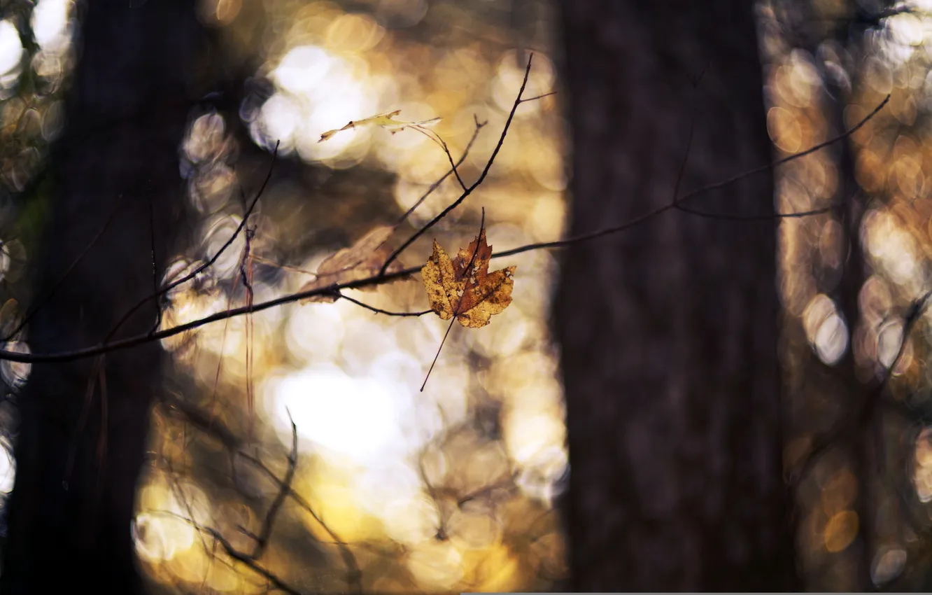 Photo wallpaper autumn, leaves, nature
