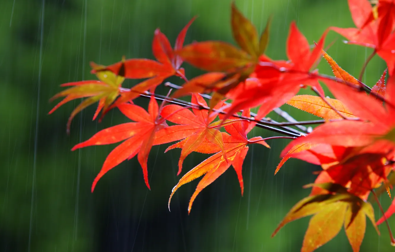 Photo wallpaper autumn, macro, branches, rain, maple