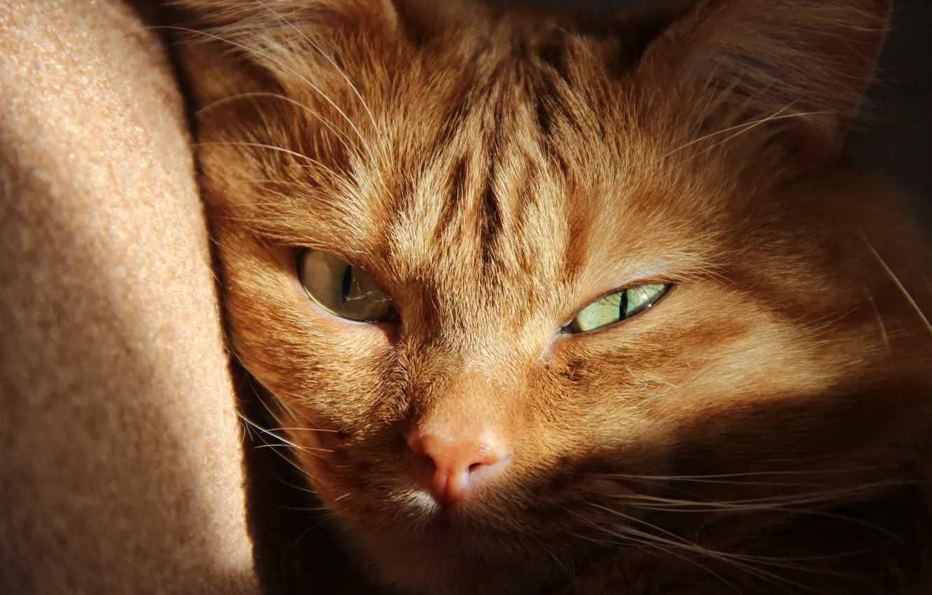 Photo wallpaper cat, eyes, cat, mustache, light, green, carpet, chair