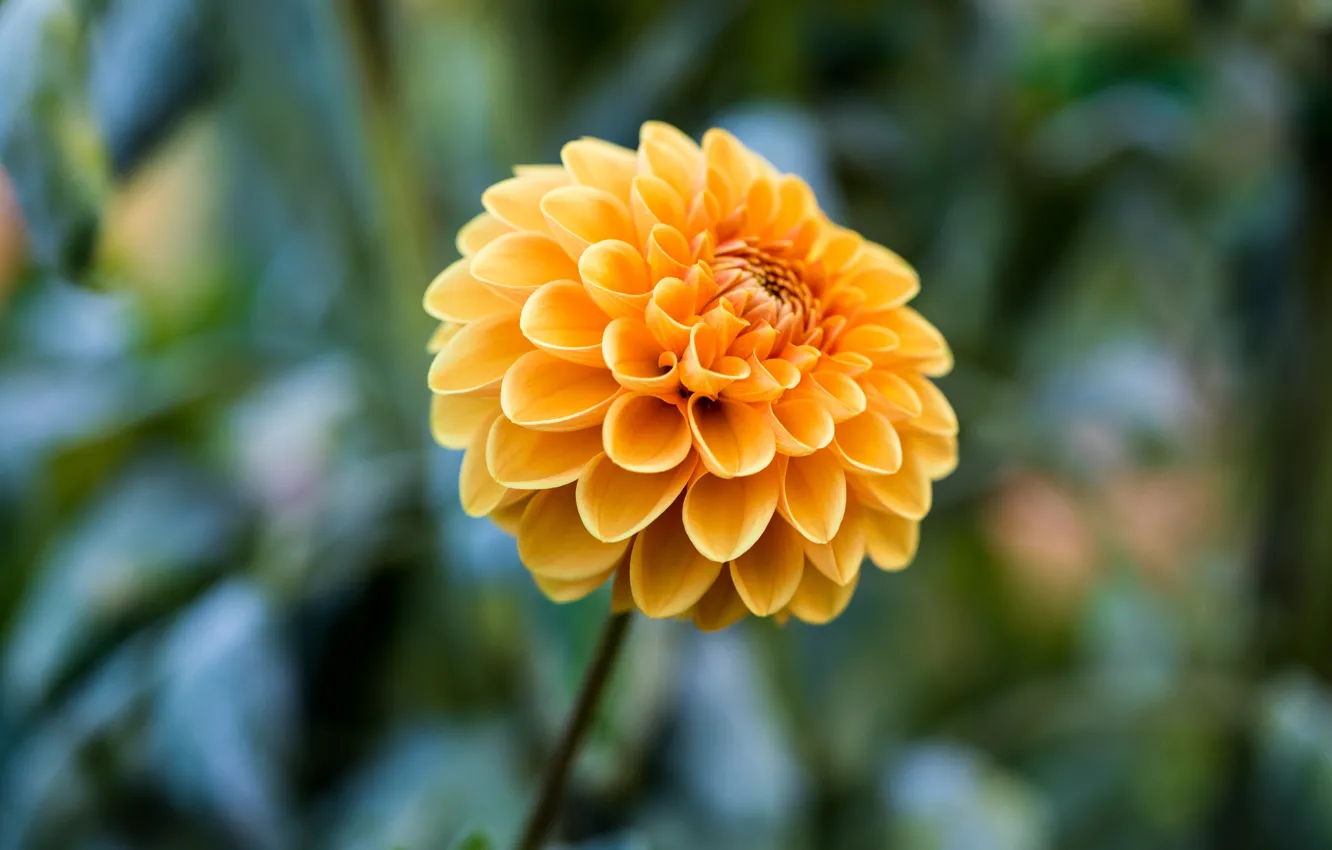 Photo wallpaper flowers, yellow, bokeh, blurred background, dahlias