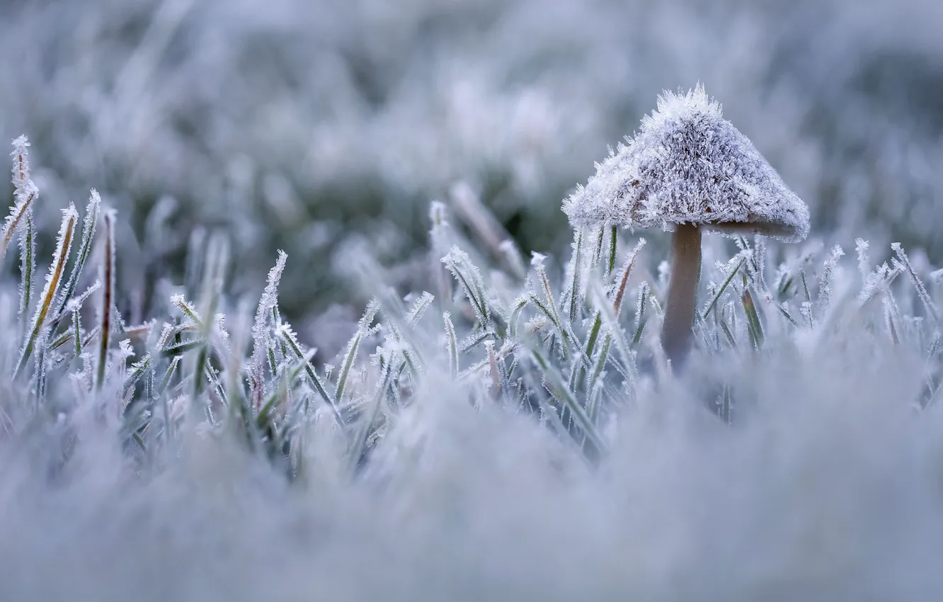 Photo wallpaper frost, autumn, grass, mushroom, ice, frost, frost