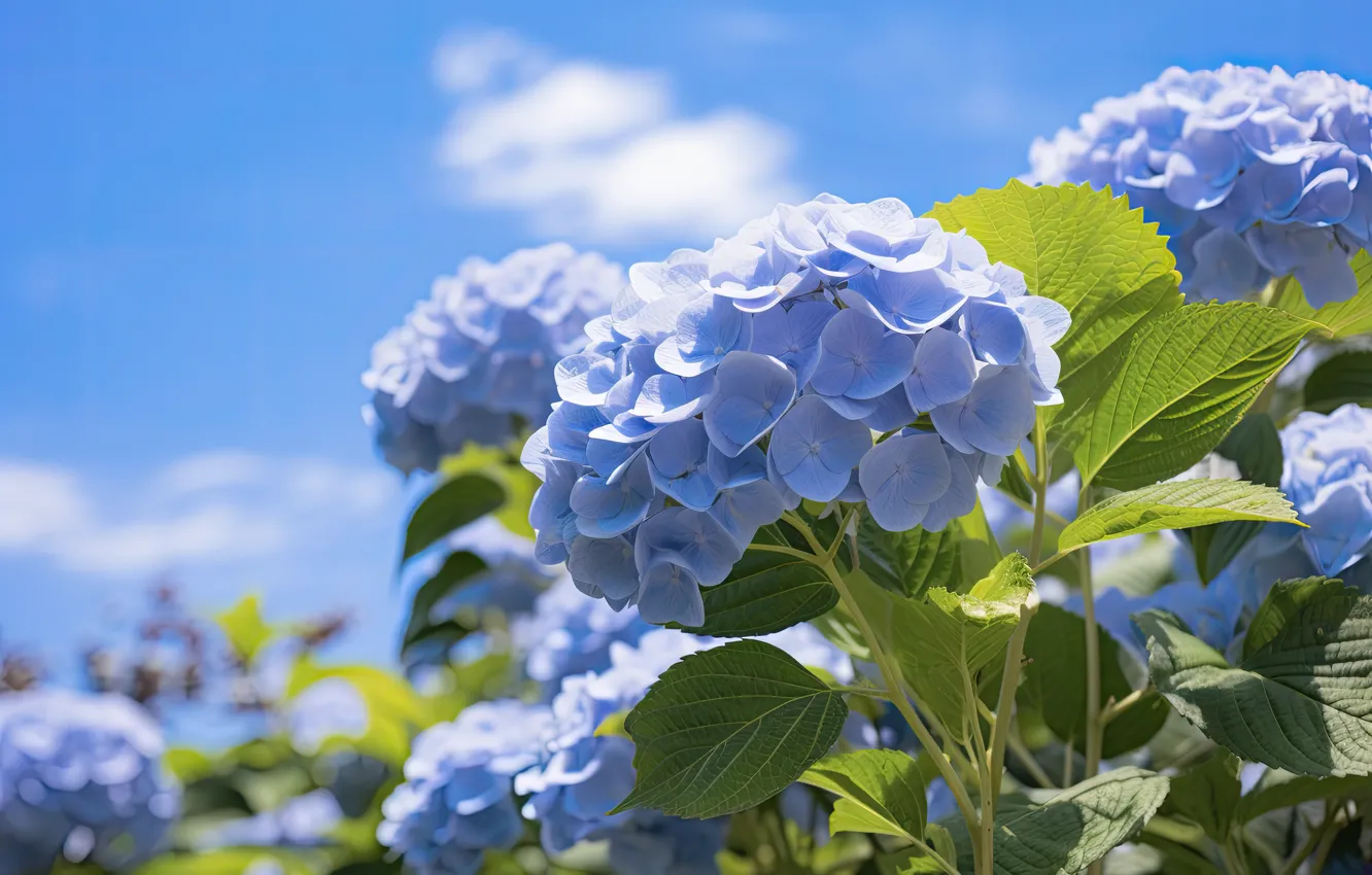 Photo wallpaper flowers, blue, hydrangea, inflorescence, AI art, neural network