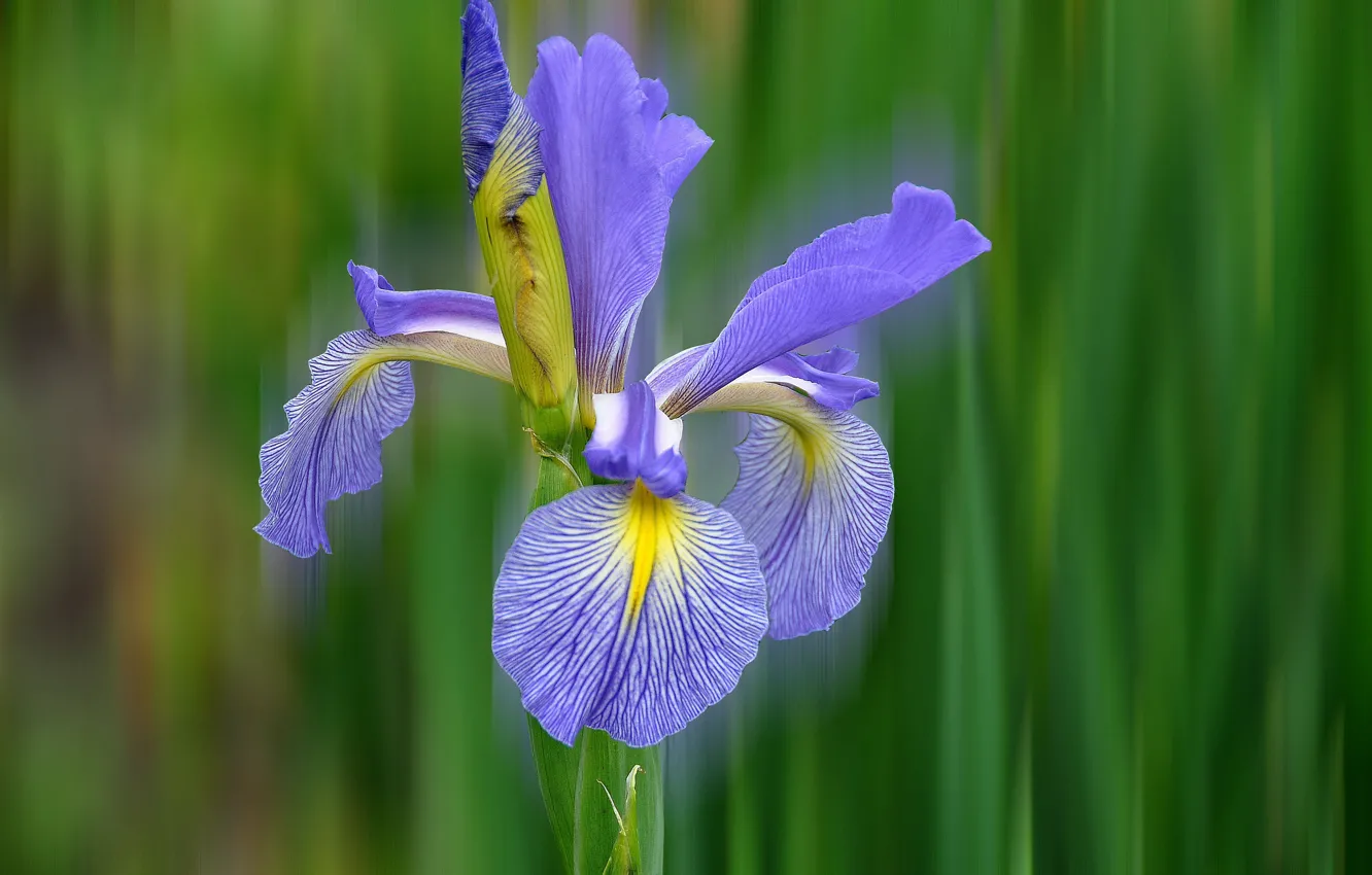Photo wallpaper macro, nature, petals, iris