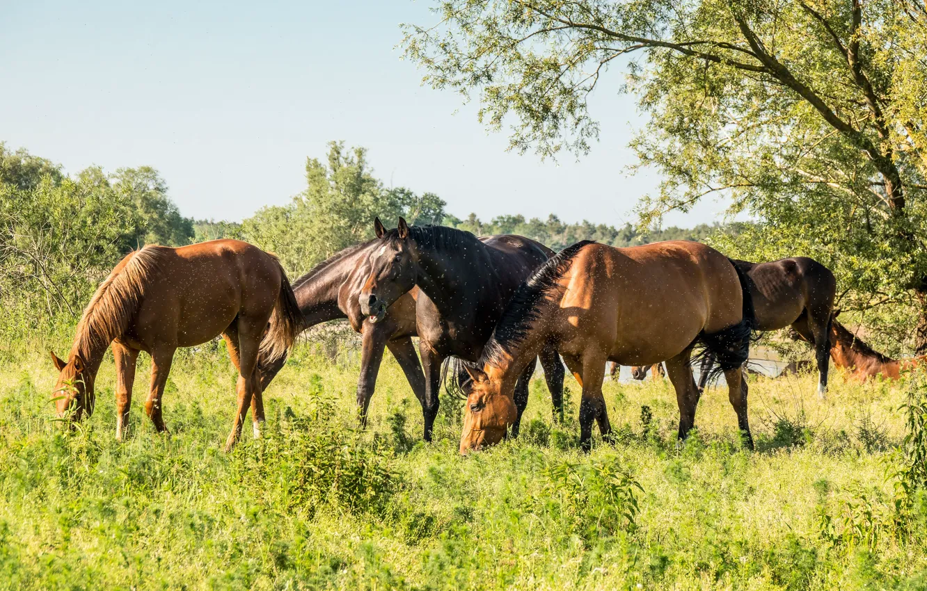 Photo wallpaper grass, nature, horse, horse, midges