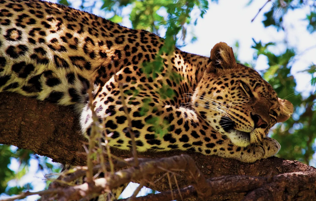Photo wallpaper tree, stay, paw, leopard