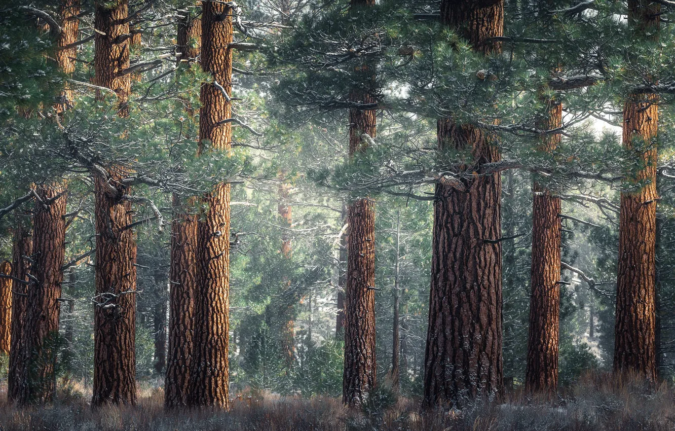 Photo wallpaper forest, trees, branches, trunk, needles, pine, Bor, pine