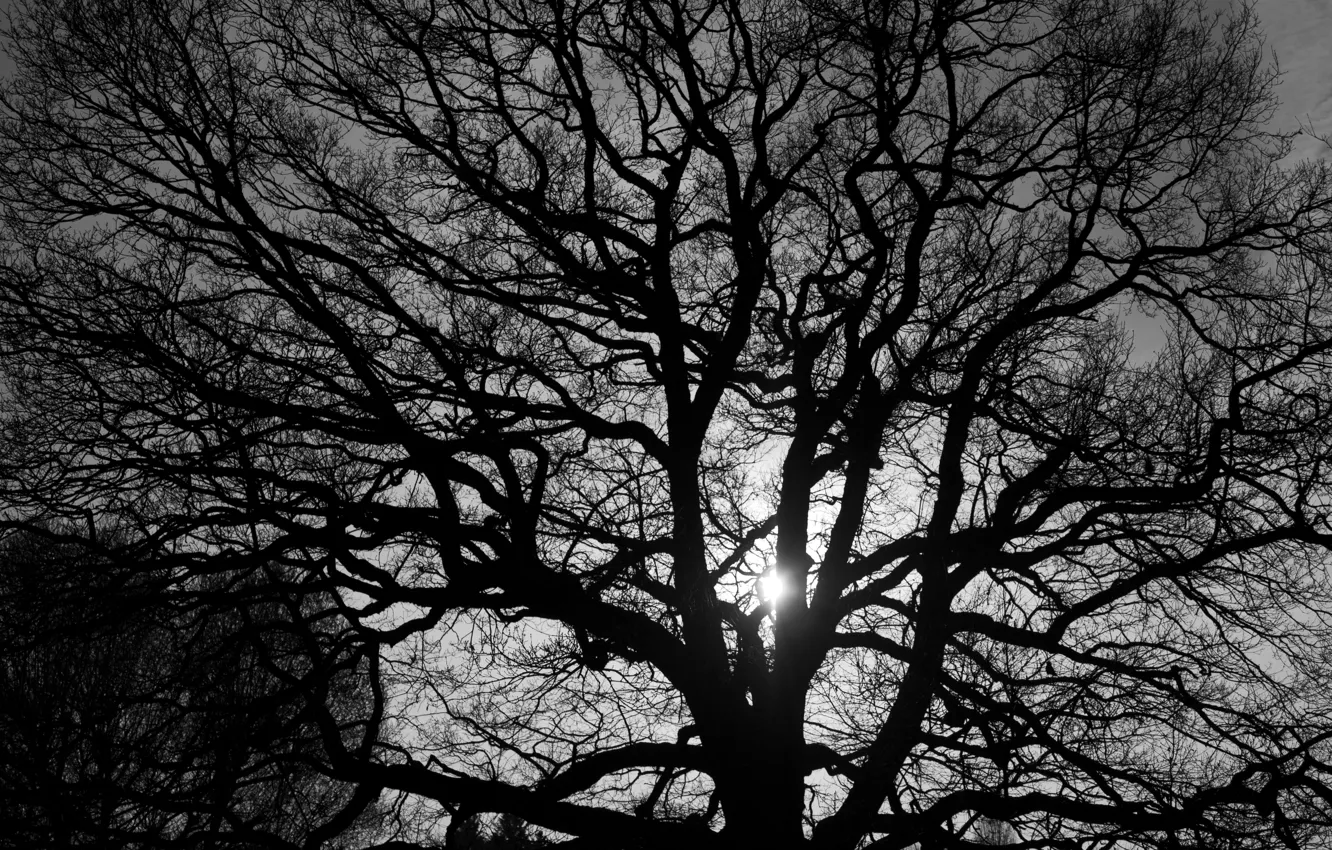 Photo wallpaper light, trees, branches, nature, black and white