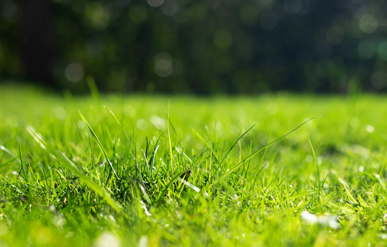 Photo wallpaper greens, grass, light, nature, lawn, glade, spring, weed