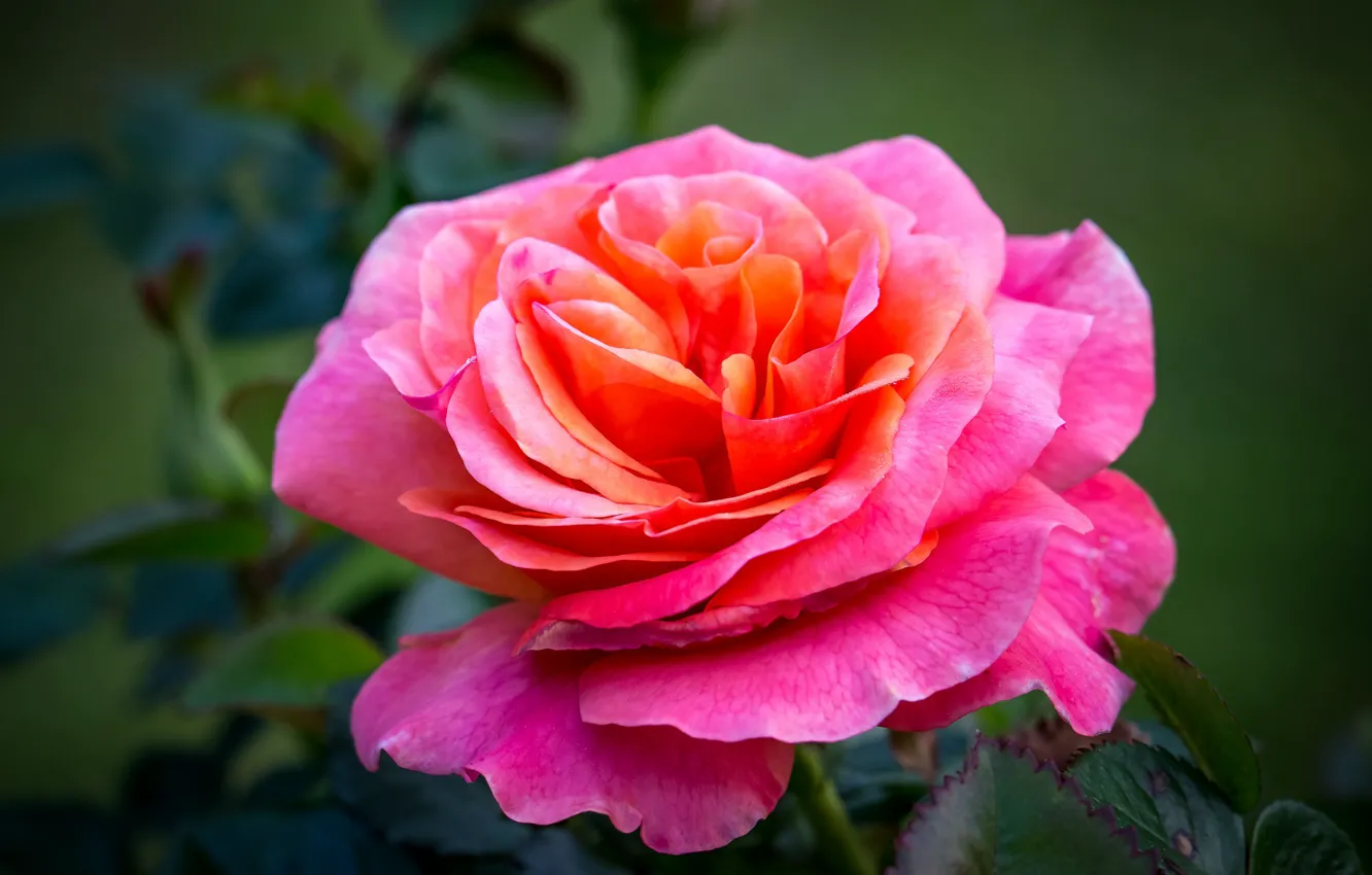 Photo wallpaper macro, roses, raspberry