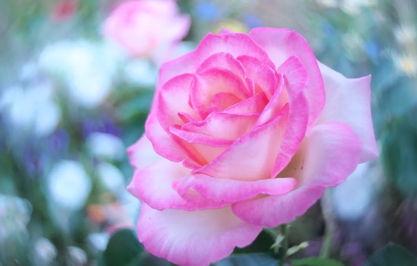 Photo wallpaper leaves, macro, flowers, roses, gentle, pink, buds, lilac